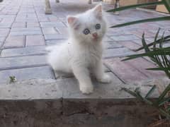 Persian kitten triple coated Hazzel eyes Punch face , litter trained,