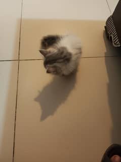 Persian cat