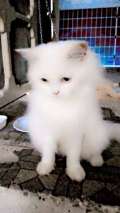 Persian cat doll face triple coat