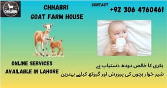 بکری کا دودھ / Goat / milk goat sale / milk