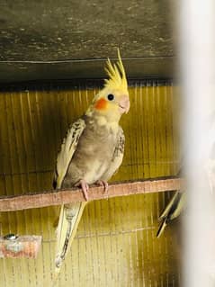 cockatiels  fo sell