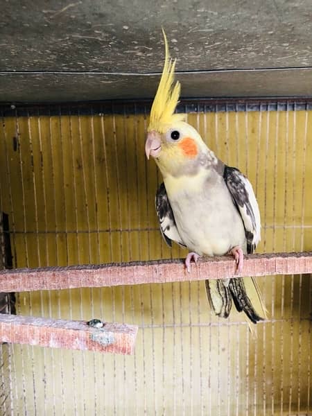 cockatiels  fo sell 1