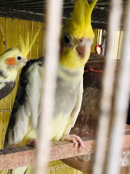 cockatiels  fo sell 2