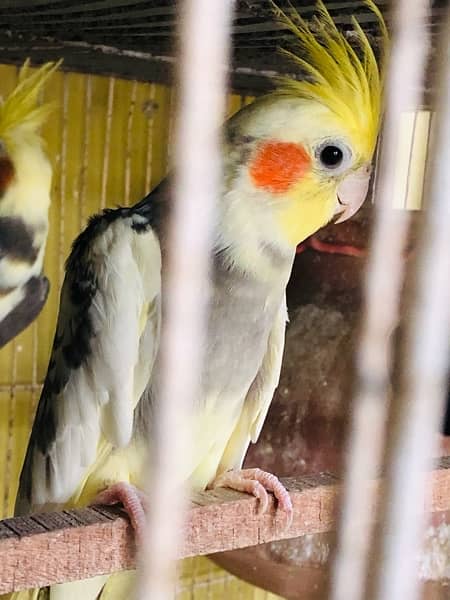 cockatiels  fo sell 3