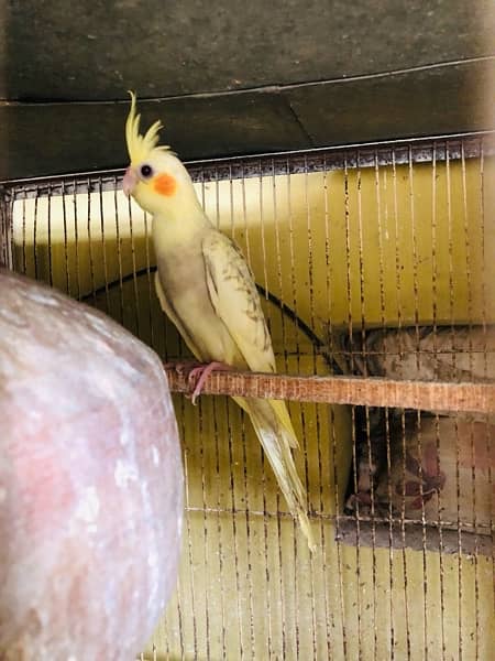 cockatiels  fo sell 4