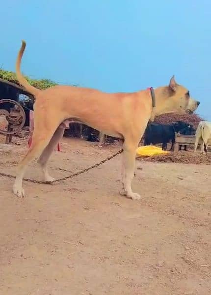 Bull Dog male available for sale 1