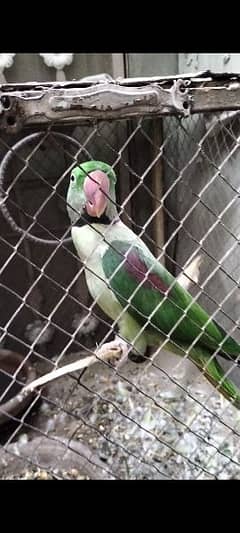 Raw parrot male talking