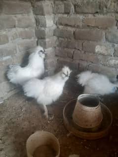 silkie trio 6 mnth