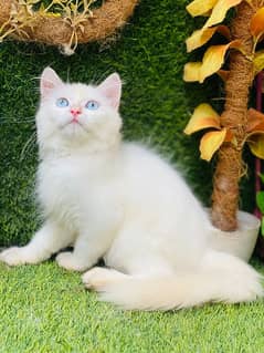 Persian cat kittens available 03264001612