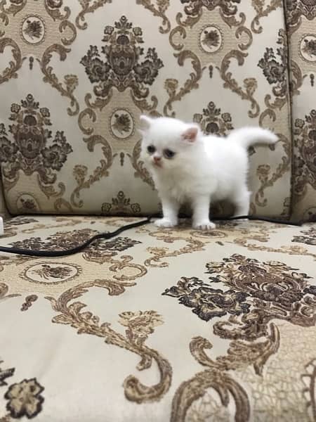 Persian kitten punch face 3