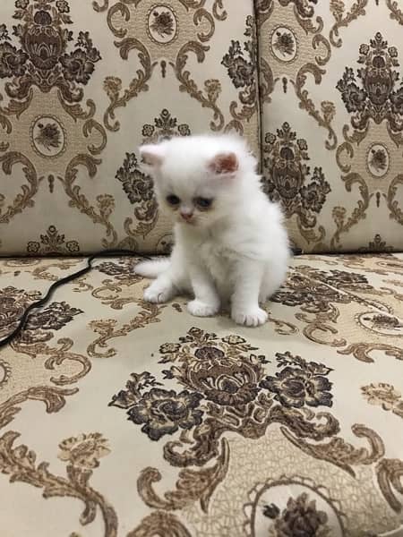 Persian kitten punch face 4