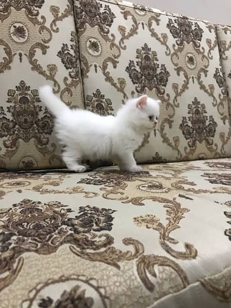 Persian kitten punch face 5