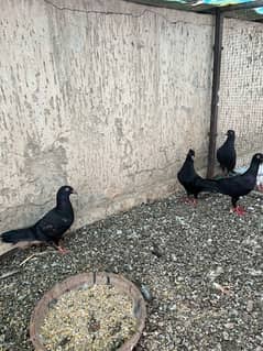 fancy pigeons black danish