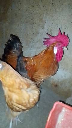 Golden Heavy Cochin & Black Australorp