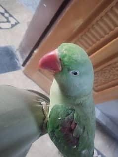 Kashmiri raw parrot