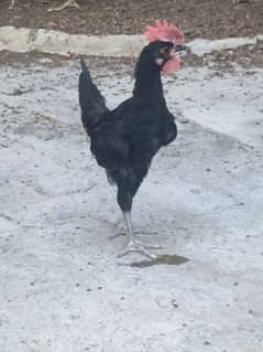 Australorp Male Available