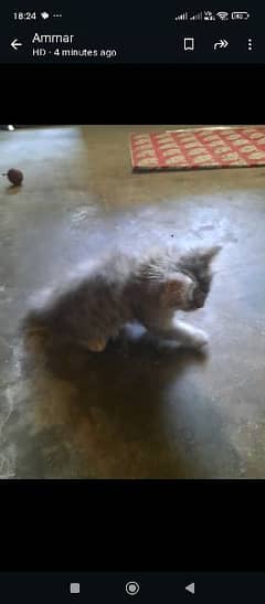 Persian cats available