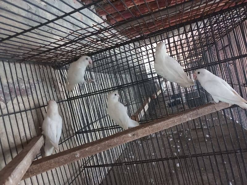 love birds, Cocktail , Bajri , Breeder Pairs 0