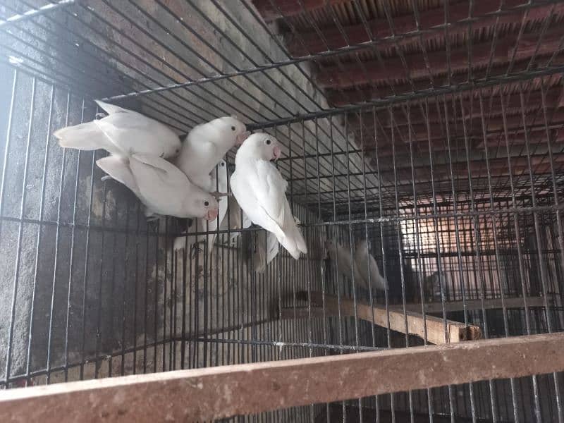 love birds, Cocktail , Bajri , Breeder Pairs 1