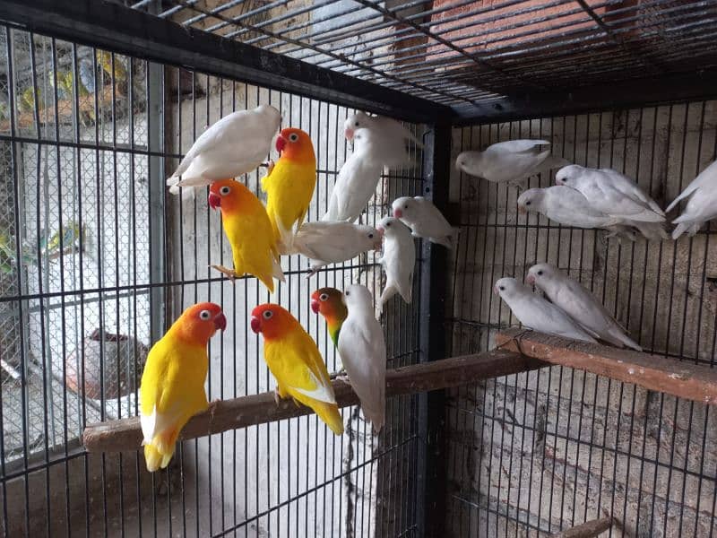 love birds, Cocktail , Bajri , Breeder Pairs 2