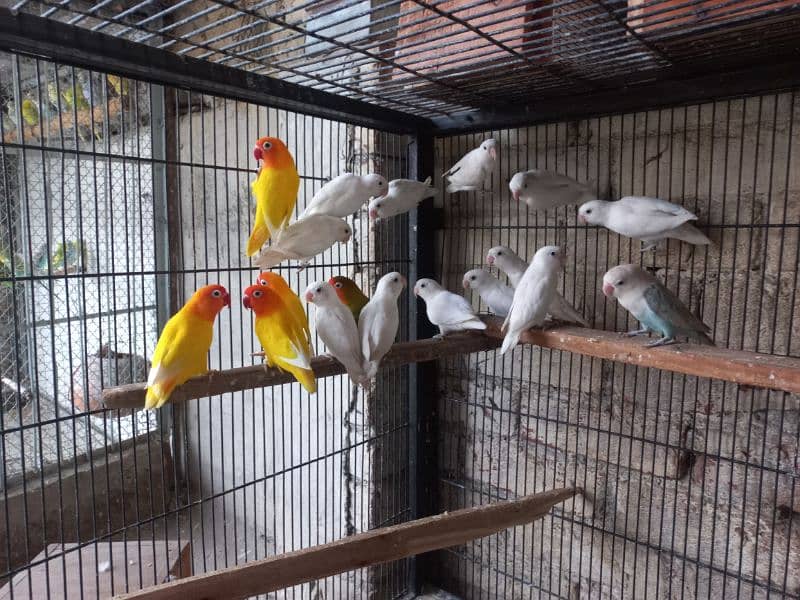 love birds, Cocktail , Bajri , Breeder Pairs 3