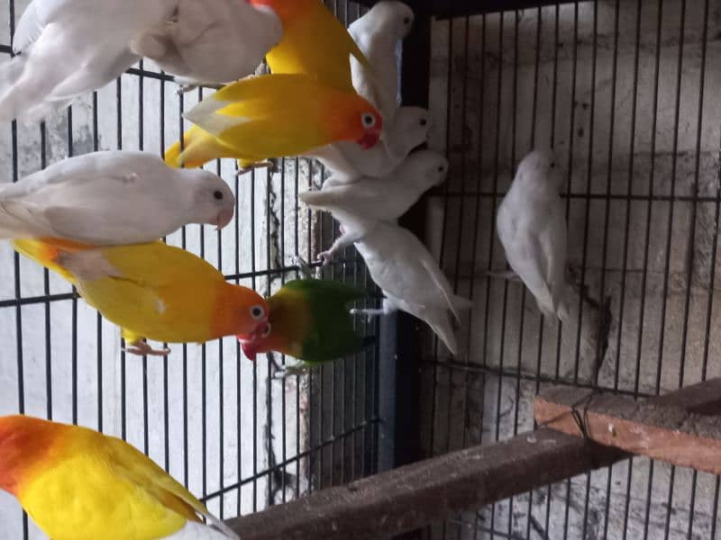 love birds, Cocktail , Bajri , Breeder Pairs 4