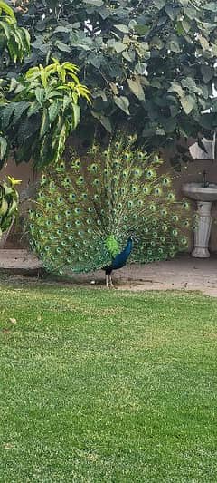 peacock pair for sale. .