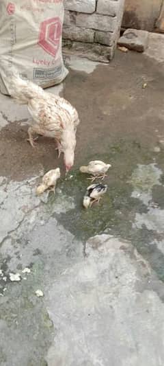2 hen with chicks