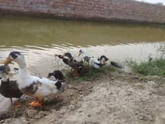 Ducks