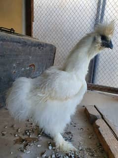 Silkie