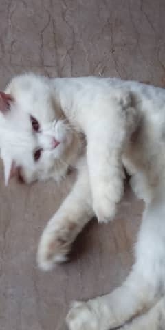 Persian cat for sale