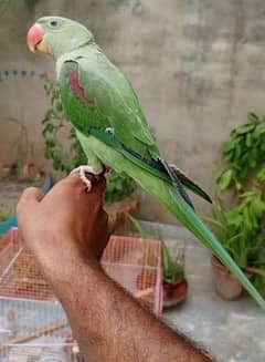 parrot Raw hand tamed talking parrot
