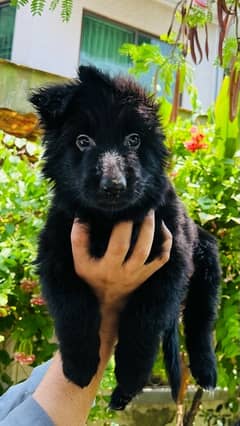 Black German shepherd female  puppies available for sale