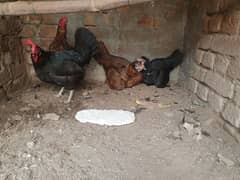 2 Aseel female or 2 dasi female for sale