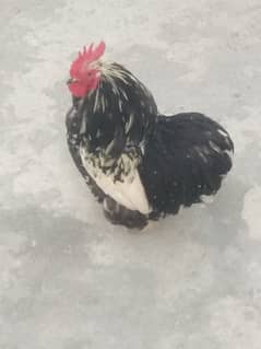 Bantam Bantom Bantum molted mottled black