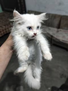 blue Eyes beautiful Baby Persian cat female