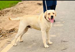 Labrador Agr 2 year