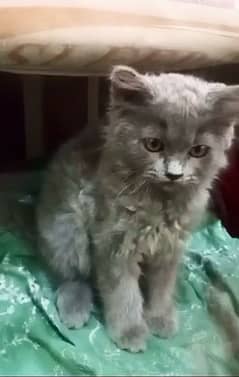 URGENT Pure Persian kittens for sale! odd eyes! white, grey and Smokey