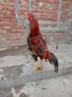 lakha murgha for sale 03052593845