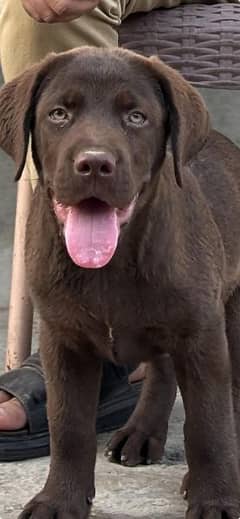 chocolate labrador