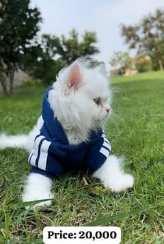 persian cat \ persian kitten/ Extreme punch face triple coat/