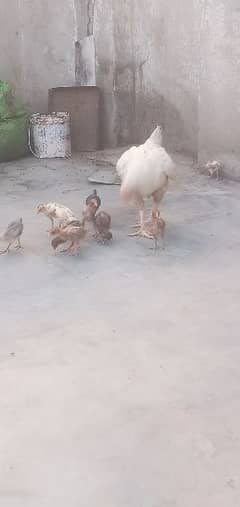 heera murgi or iske chicks