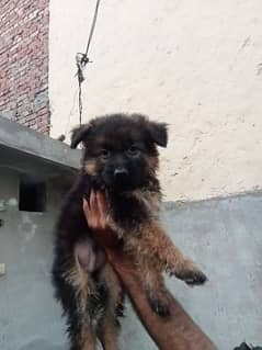show quality German shepherd long coat puppies available for sale