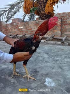 2 Aseel Murg For Sale on reasonable price urgently