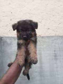 show quality German shepherd long coat puppies available for sale