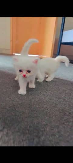 high quality Persian female kitten fully friendly