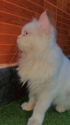 white Persian cat