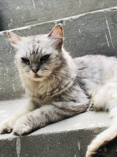 Persian cat