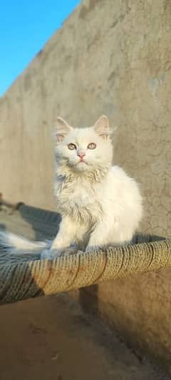 Triple coat Persian cats