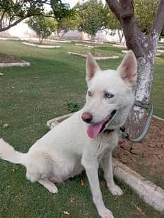 husky white female